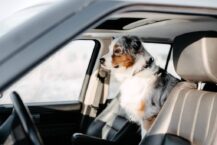 Tipps zum Entfernen von Hundehaaren im Auto